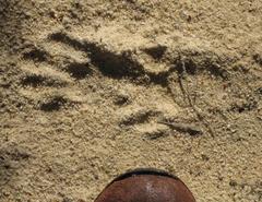 Aonyx capensis capensis