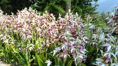 Phaius