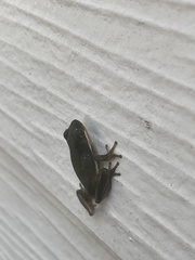 Hyla cinerea