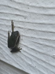 Hyla cinerea