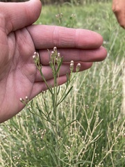 Brickellia eupatorioides chlorolepis