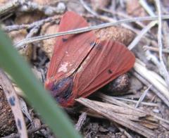 Phragmatobia parvula