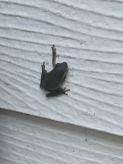 Hyla cinerea