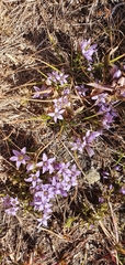 Gentianella bulgarica