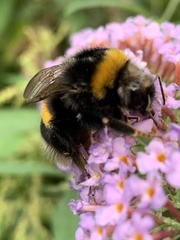 Bombus