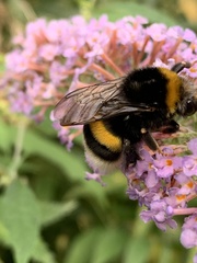 Bombus