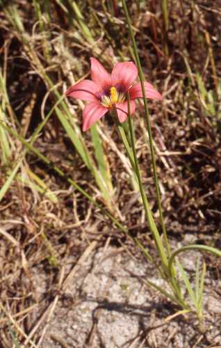 Romulea obscura
