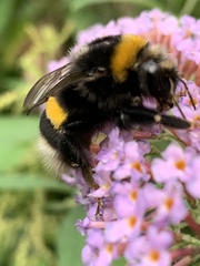 Bombus