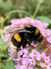 Bombus