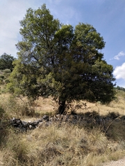 Acer monspessulanum