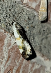 Tarache lanceolata
