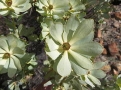 Leucadendron loranthifolium