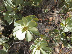 Leucadendron loranthifolium