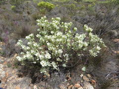 Leucadendron loranthifolium