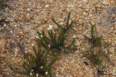 Lachnaea grandiflora