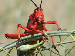 Phymateus morbillosus morbillosus