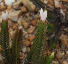 Lachnaea grandiflora