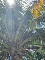 Cocos nucifera