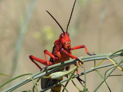 Phymateus morbillosus morbillosus