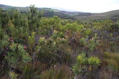 Protea longifolia