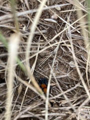 Phidippus apacheanus