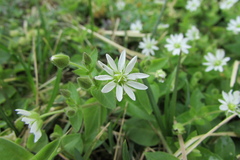 Stellaria aquatica