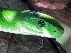 Dendroaspis angusticeps