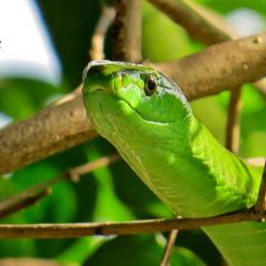 Dendroaspis angusticeps