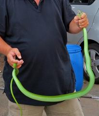 Dendroaspis angusticeps