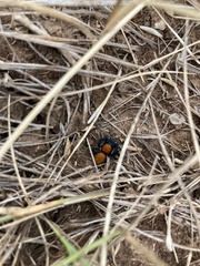 Phidippus apacheanus