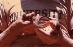 Senticolis triaspis mutabilis