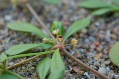 Mollugo verticillata