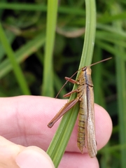 Entomophaga grylli