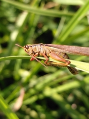Entomophaga grylli