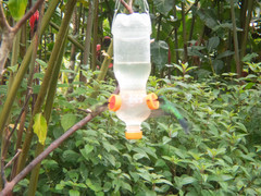 Anthracothorax nigricollis