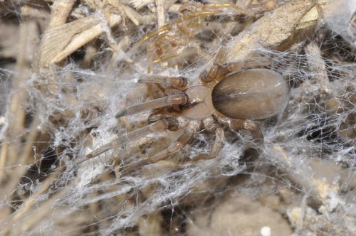 Filistata insidiatrix