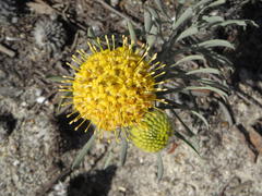Leucospermum tomentosum