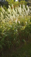 Miscanthus sacchariflorus