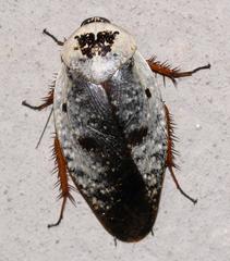 Gyna caffrorum