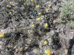 Leucospermum tomentosum