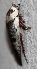 Gyna caffrorum