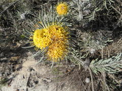 Leucospermum tomentosum
