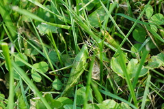 Neoconocephalus robustus