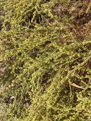 Artemisia arenaria