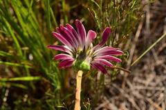 Gerbera serrata