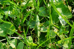 Neoconocephalus robustus