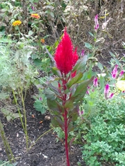 Celosia