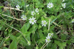 Stellaria aquatica