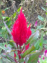 Celosia