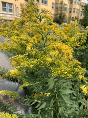 Solidago